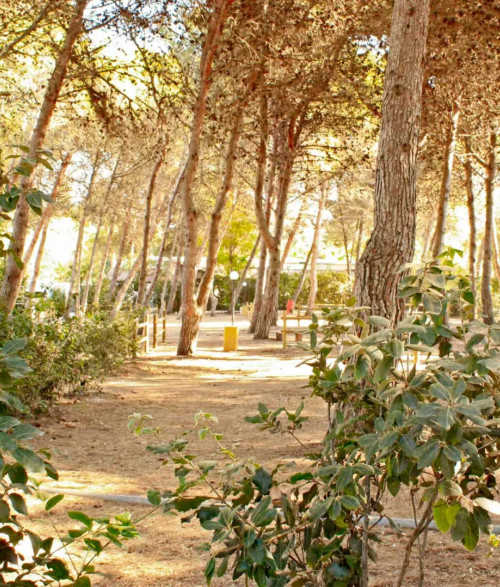 Campsite - 4