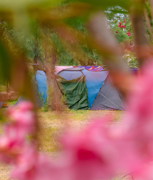 Campsite - 1